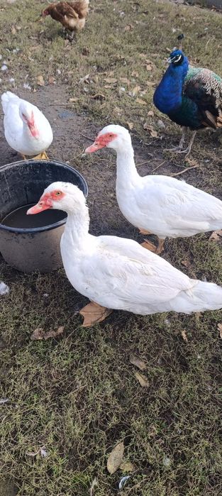 Młody kaczor francuski