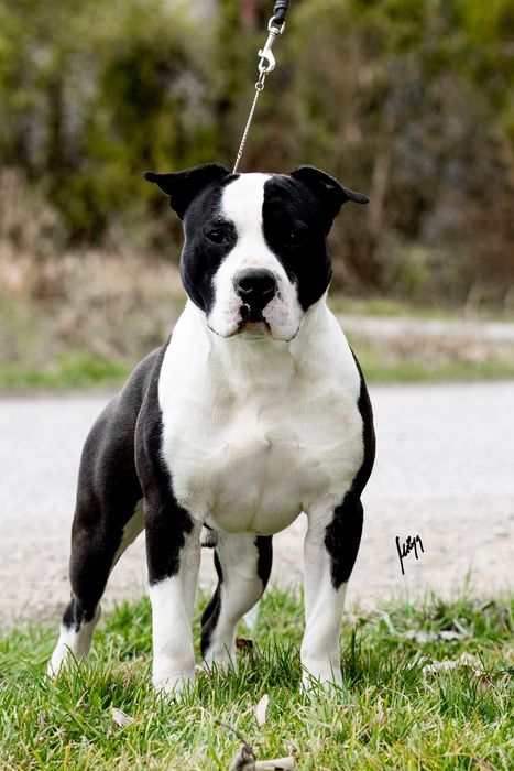 Amstaff American Staffordshire Terrier ZKWP/FCI piesek po championach