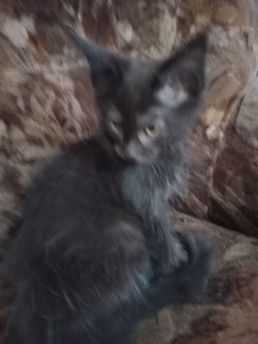 Czarny kocurek Maine Coon