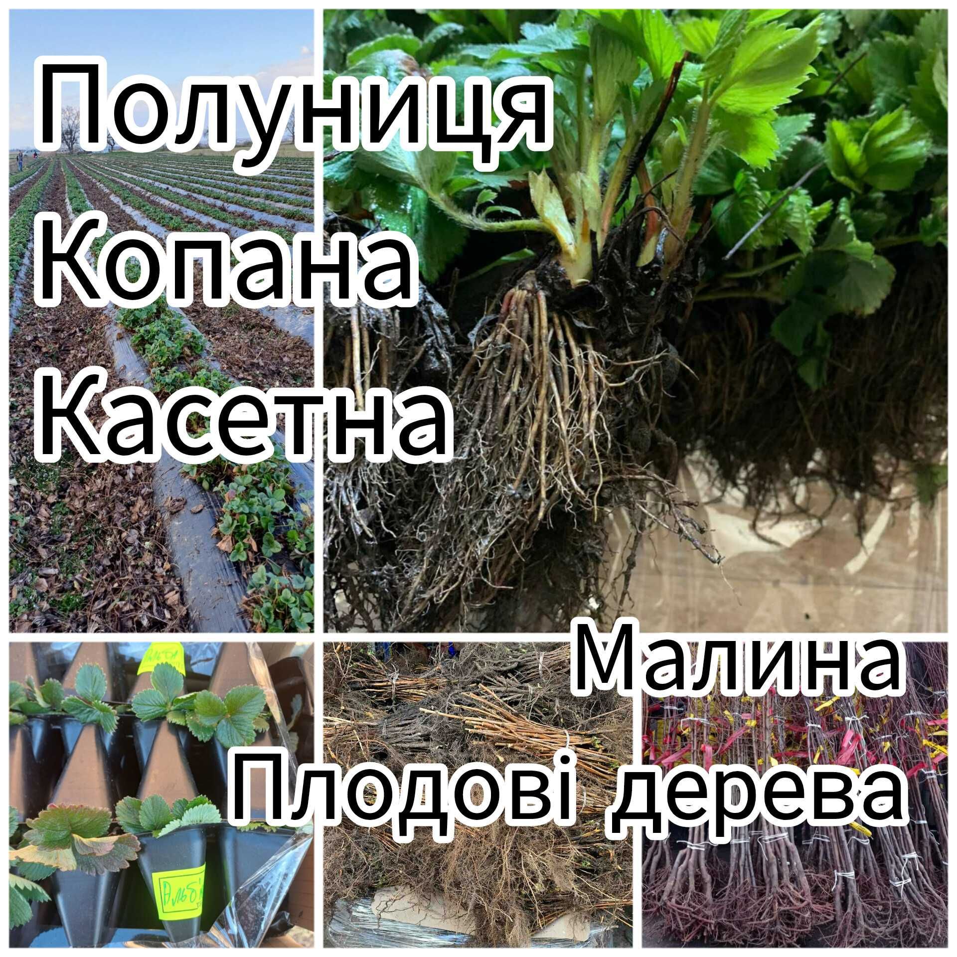 Опт Саджанці Полуниці Розсада Касетна Саджанці Малини Плодові дерева