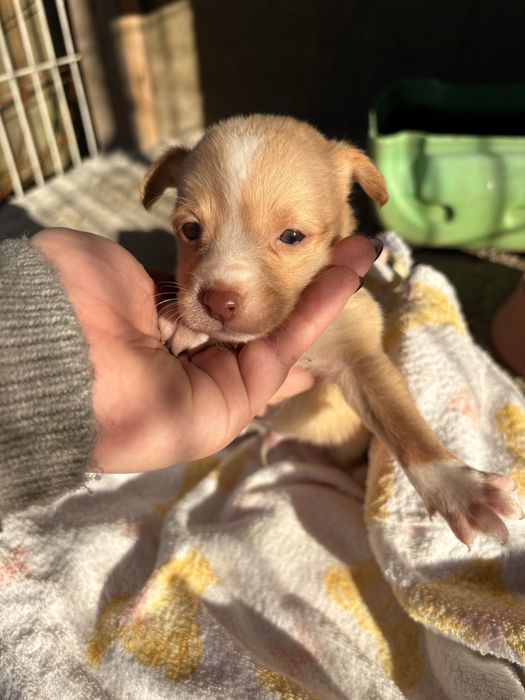 PARA DOAÇÃO - Cães de porte pequeno com 1 mês