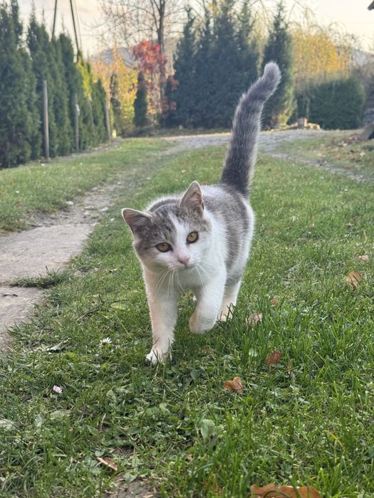 Milusi kotek do adopcji