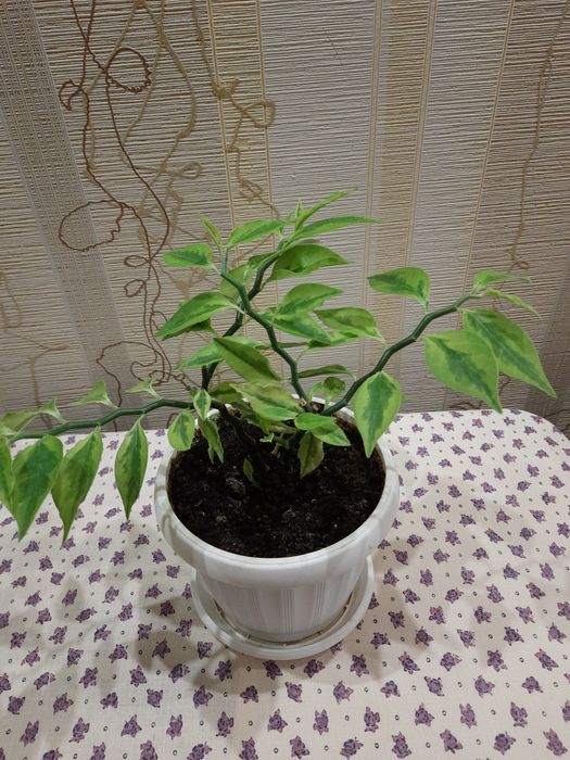 Педилантус   кімнатна рослина