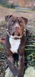 Cudowny Pit bull  red nose Magnus