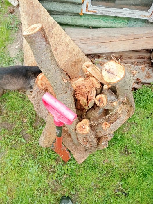 Śliwa drzewo do wędzenia, do wędzarni.