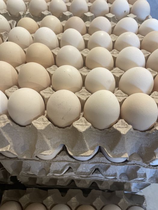 Jajka wiejskie jaja wolny wybieg hurt