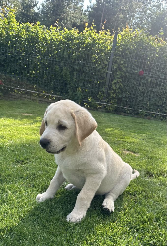 Labrador Retriever FCI