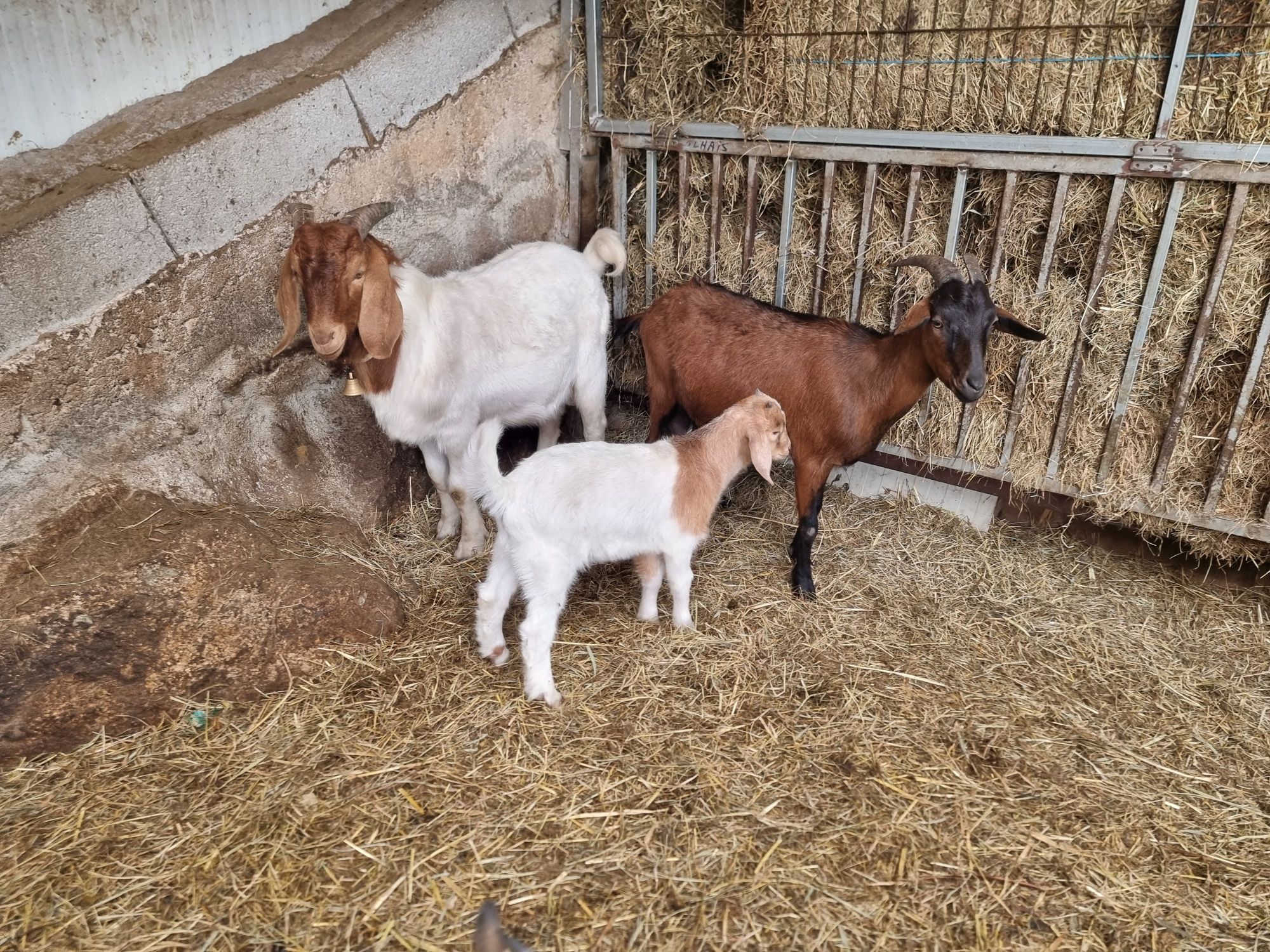 Vendo cabra nova, mãe de um cabrito  Boer,