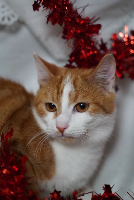 Como szuka domu na zawsze!