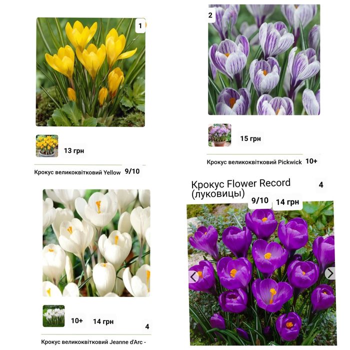 Крокуси великоквіткові і ботанічні Голандія