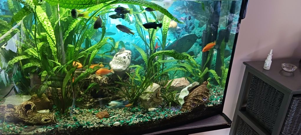 Akwarium panorama 210l