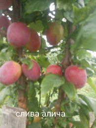 Пропоную саджанці фруктових дерев,кущів,малини,полуниці