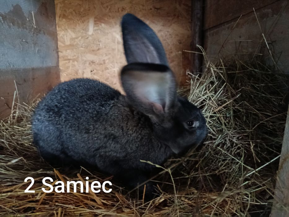 Króliki olbrzymy belgijskie