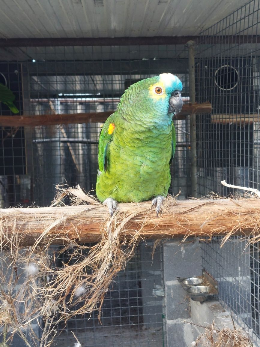Vendo loris molucanos