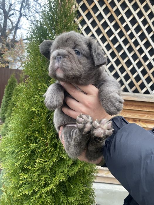 Вʼязка Французький бульдог Біг роб