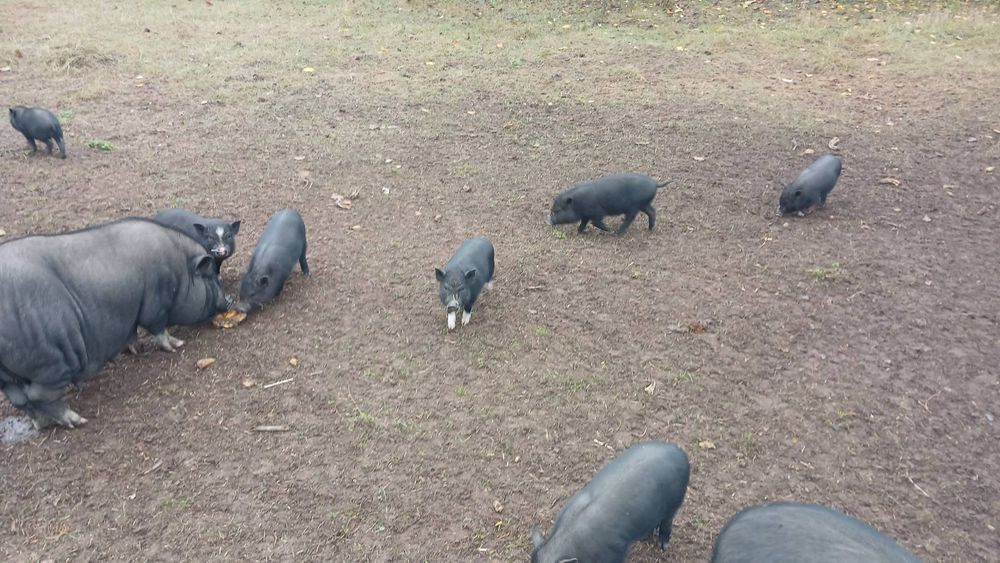 Продам В'ЄТНАМСЬКИХ поросят, тушки, м'ясо!