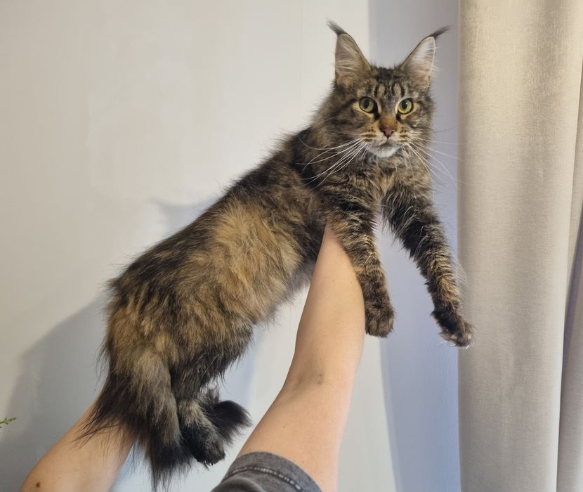 Maine Coon kotka