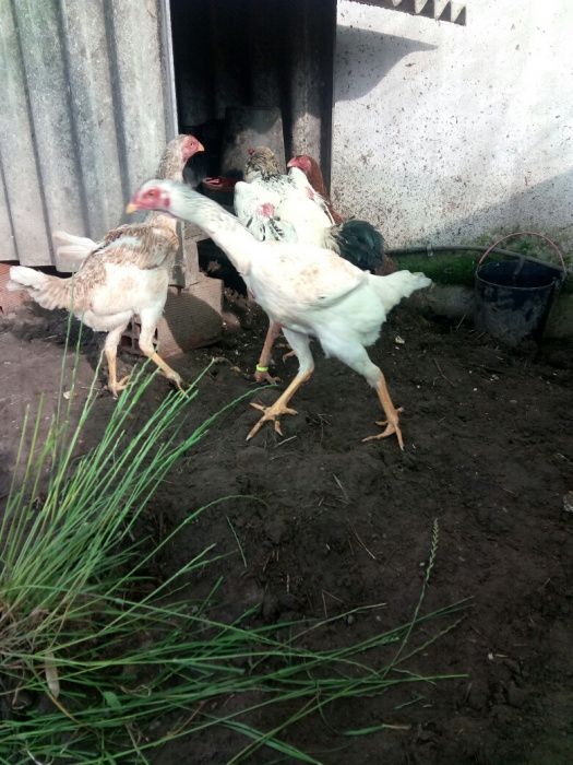 pintos de indio gigante brasileiro