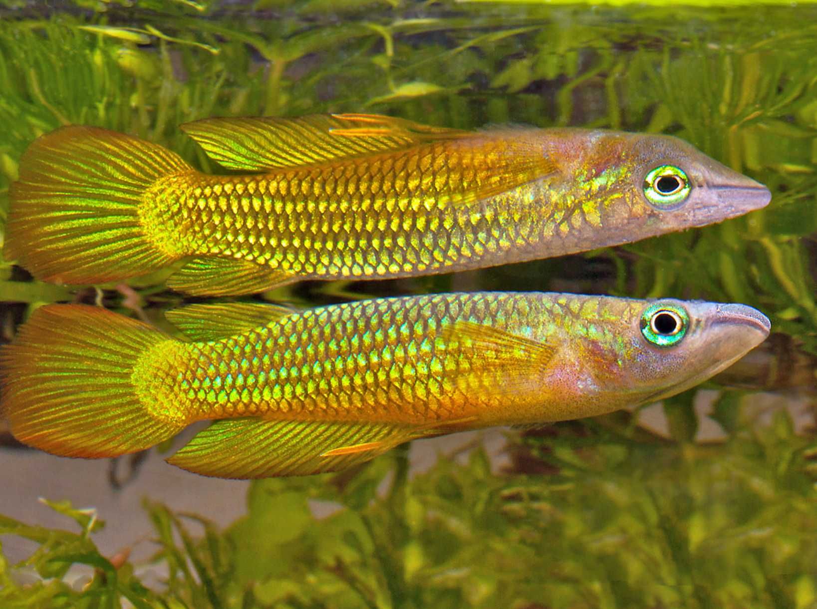 Szczupieńczyk pręgowany odmiana ZŁOTA - Aplocheilus lineatus - wysyłka