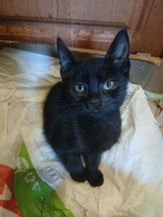 Продам котят британцев