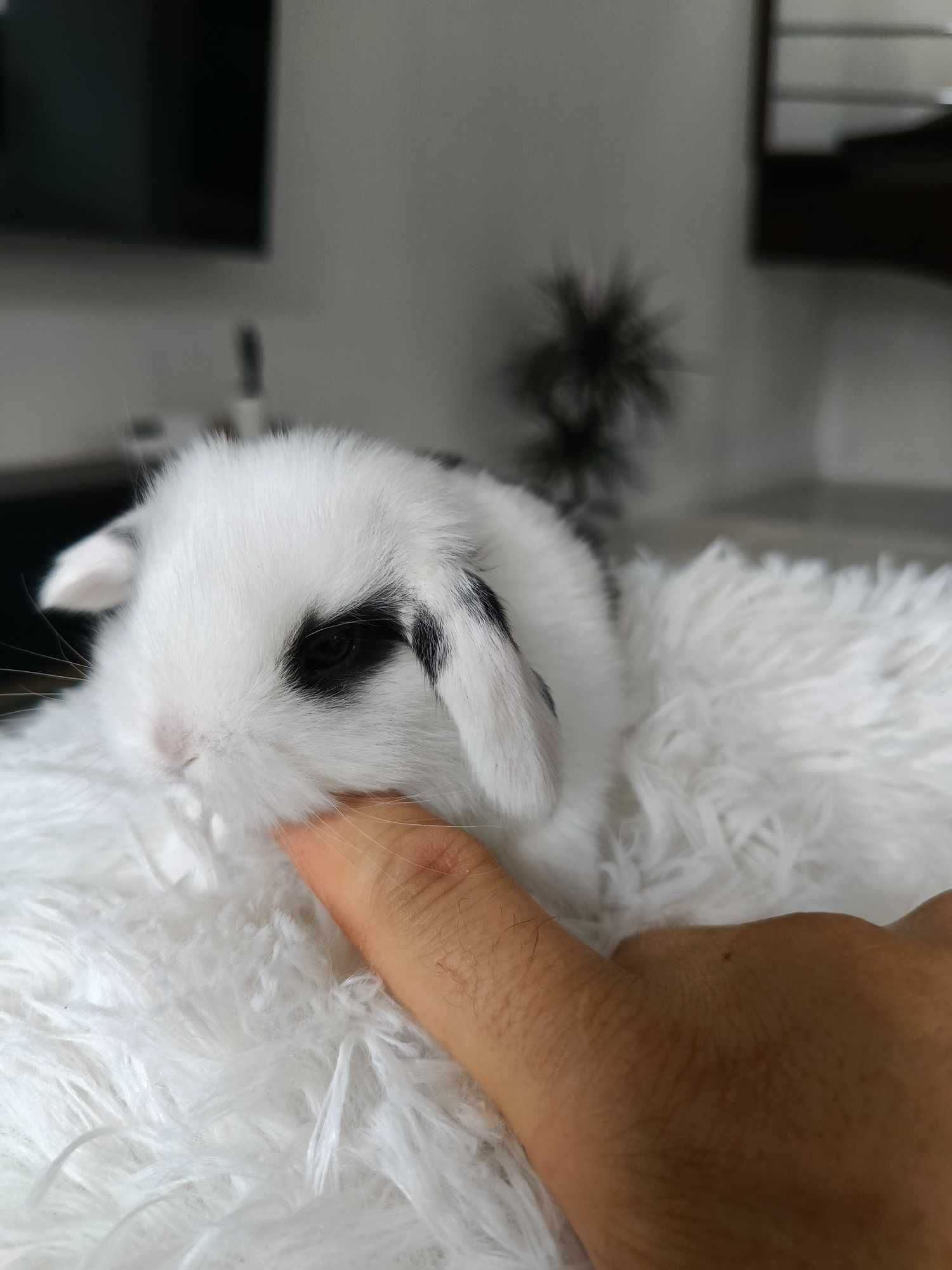 Mini lop karzełek Teddy hodowla zarejestrowana