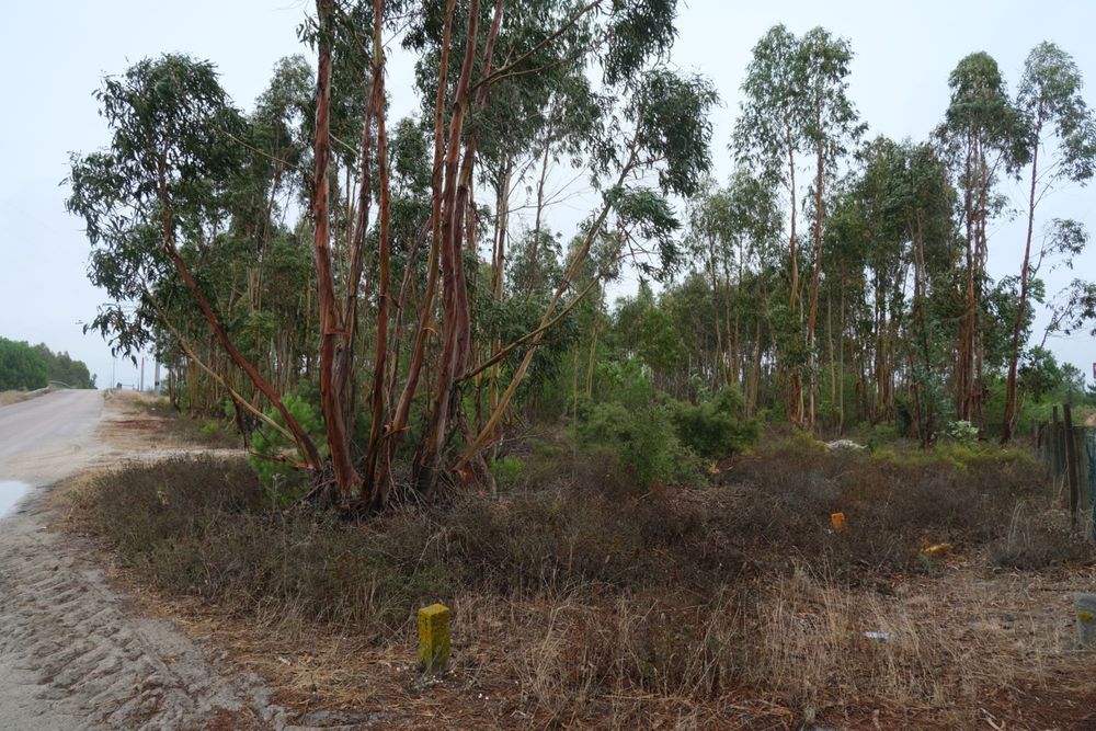 Terreno Rústico - Excelente oportunidade de negócio