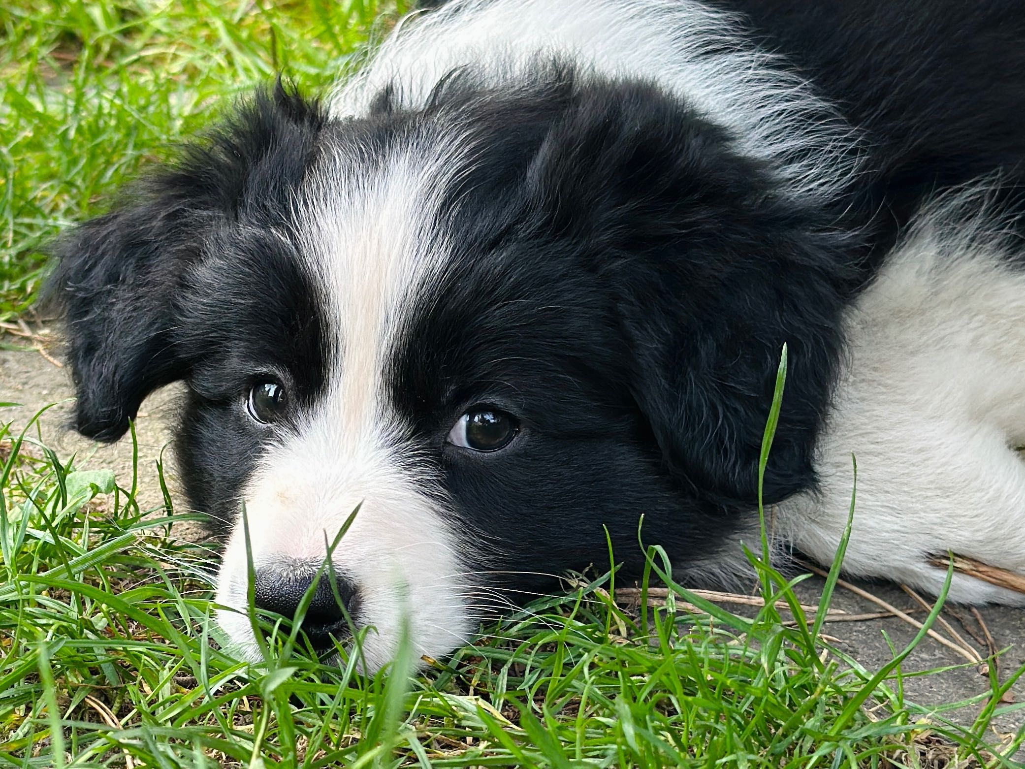Border Collie FCI / ZKwP