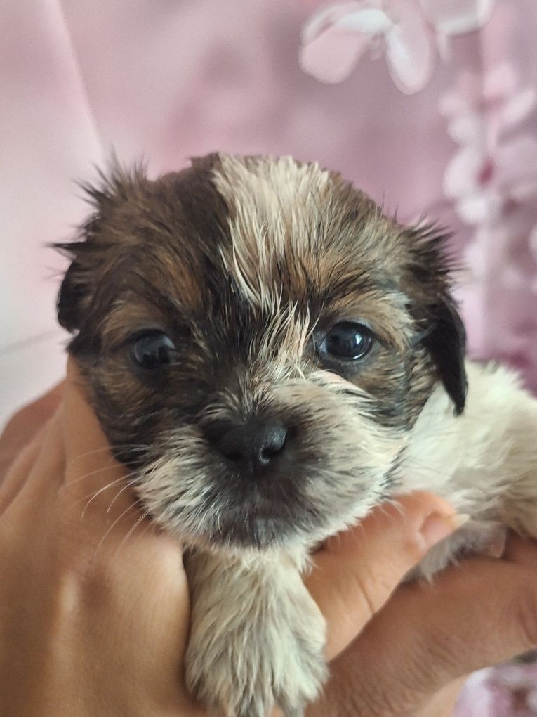 Celinka cudowną dziewczynka shih tzu czeka na dom