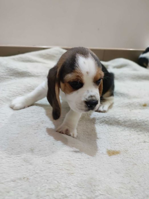 Szczeniak Beagle tricolor