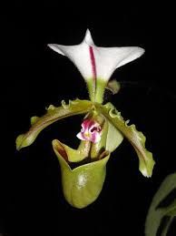 Орхидеи пафиопедилум  Paph. spicerianum.