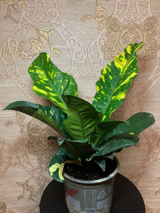 Кротон Магнифісент (Codiaeum variegatum ‘Magnificent’)
