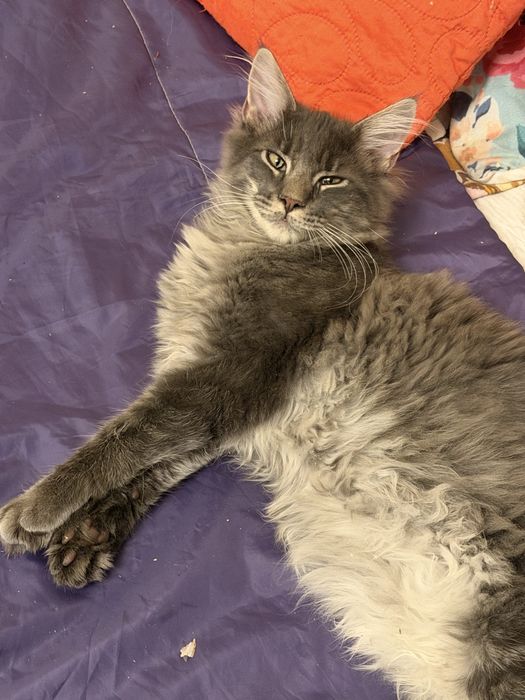 Maine coon kocurek szary niebieski pregowany fife warszawa do odbioru