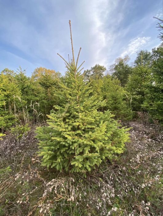 CHOINKI z własnej plantacji