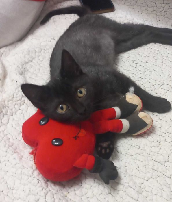 Кошенята Лексус та БМВ шукають люблячих, господарів та дім