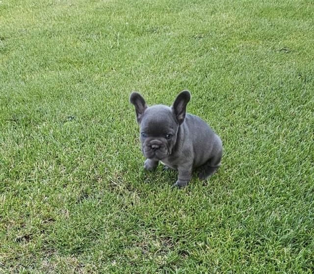 Buldog francuski