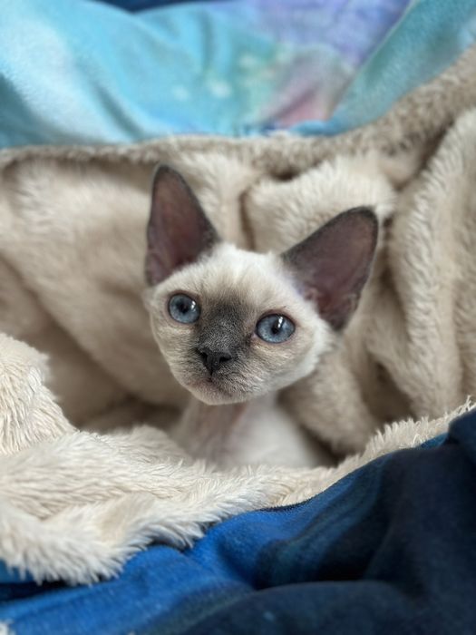 Котик Девон рекс, эльф, кошеня в семью