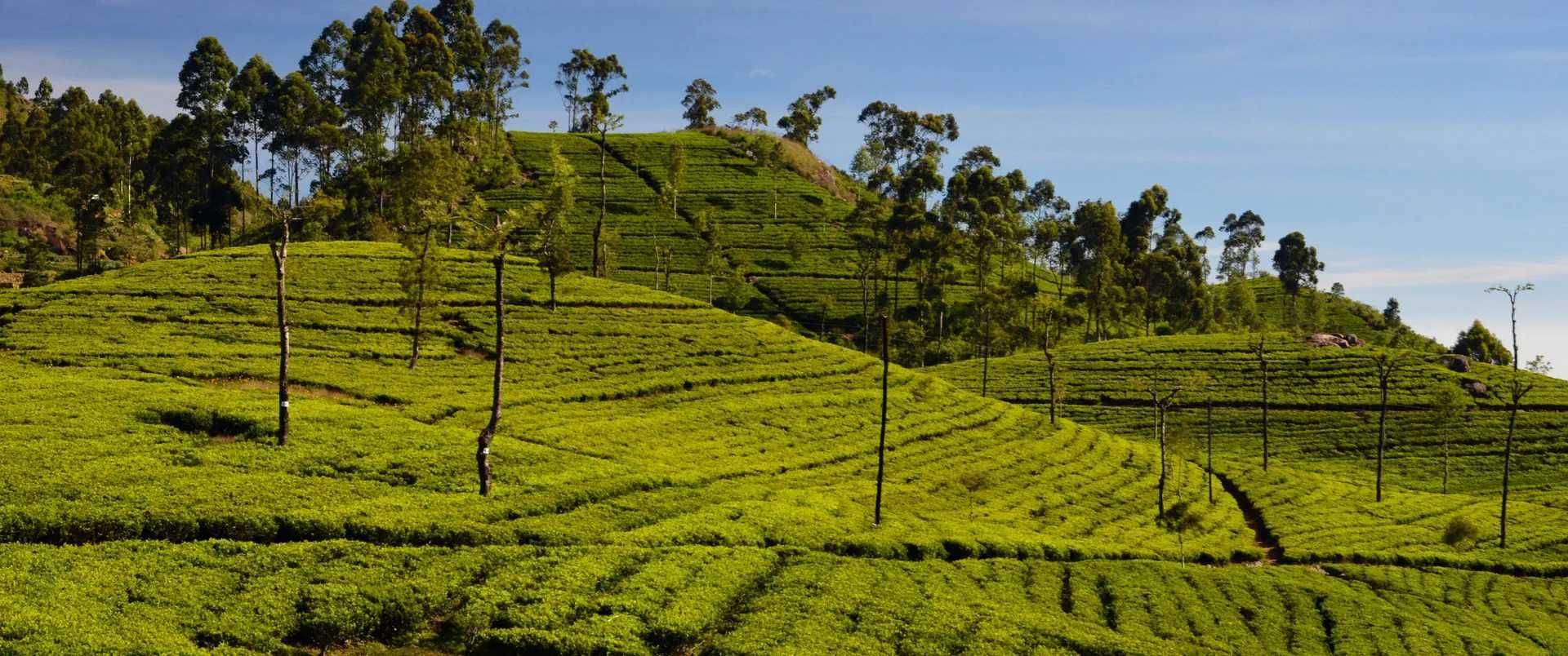 Sri Lanka - Boże Narodzenie i Sylwester - 23.12.2024 - 03.01.2026
