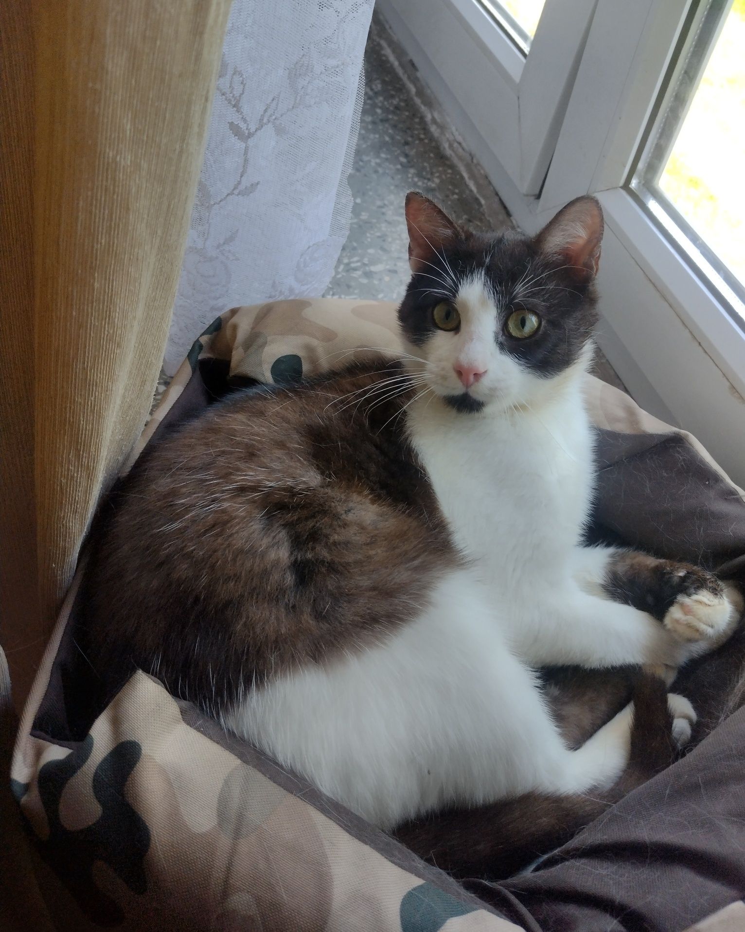 Piękny Tymianek do adopcji