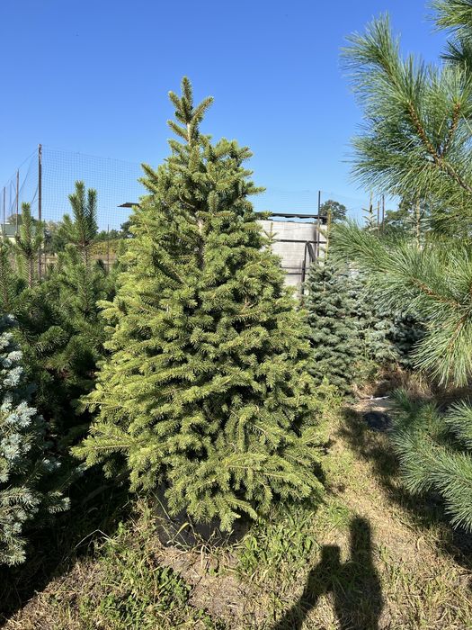Ялина зелена Кейбаб (Kaibab) в грунті, жива ялинка, Ель зеленая