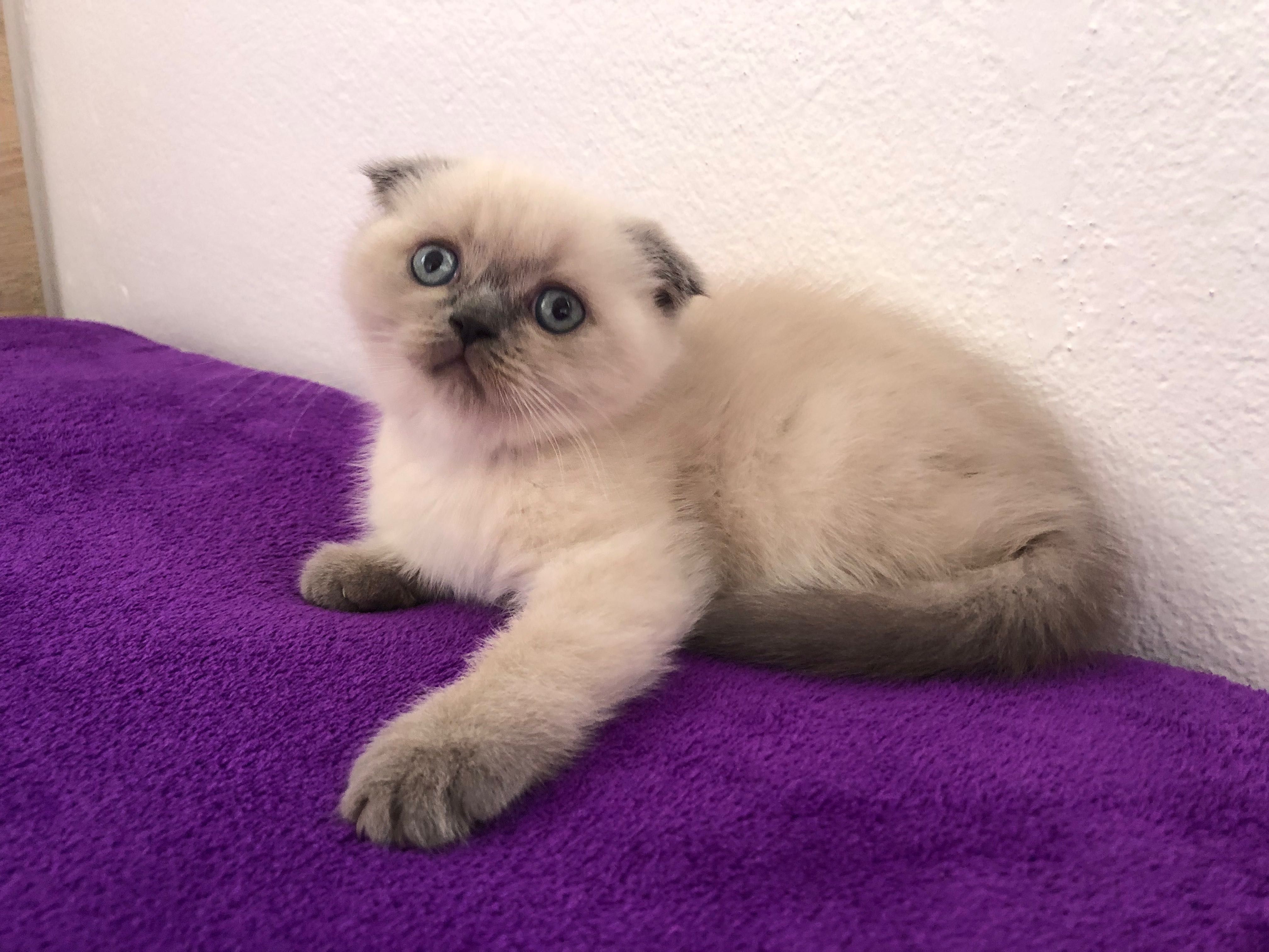 Fêmea Scottish Fold Blue Point