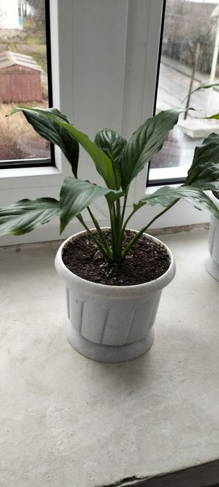 Спатифіллум молоді саджанці