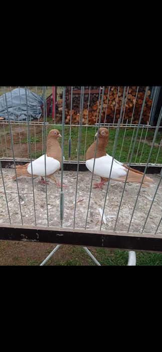 Gołębie luszaki wiedeńskie