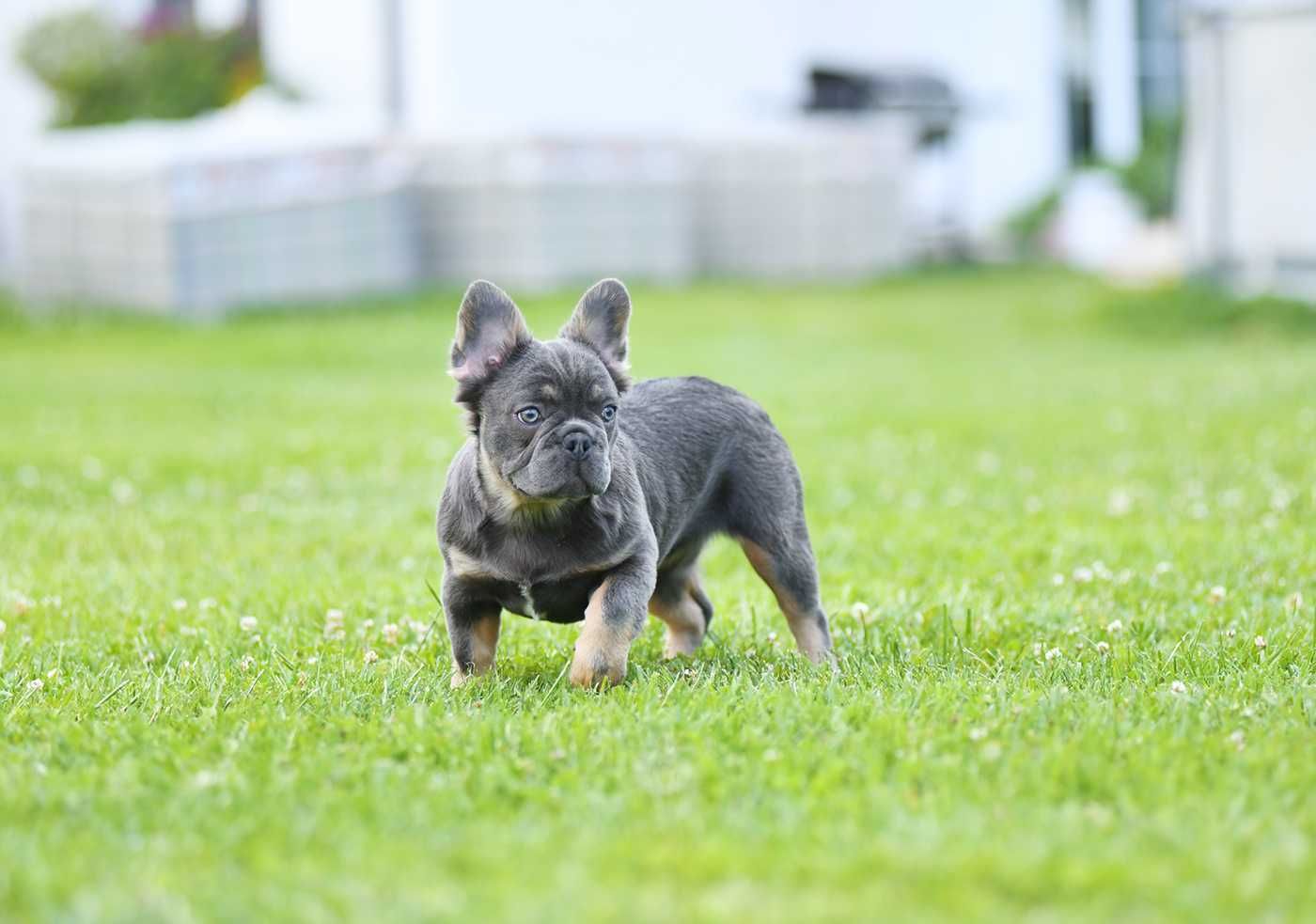 buldog francuski-suczka fluffy z isabella