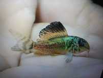 Kirys Emerald Green