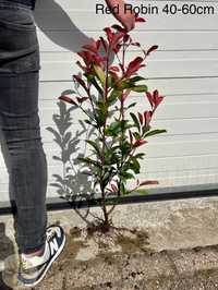 Głogownik Frasera / Photinia 'Red Robin' / Wys.40-60cm / żywopłot