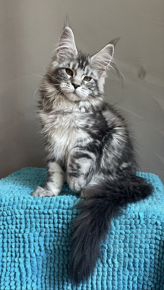 Мейн кун котенок