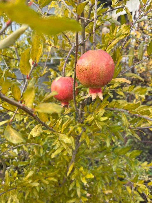Саженцы ГРАНАТА трёхлетние. Посёлок Усатово