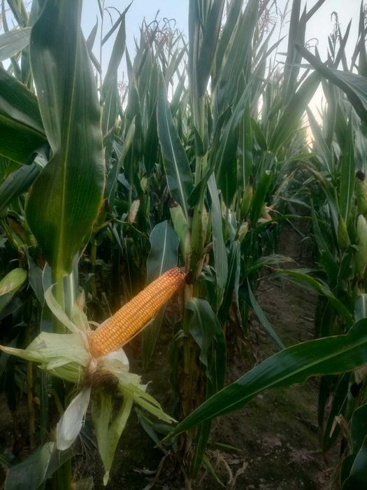 Kukurydza na  pniu na kiszonkę