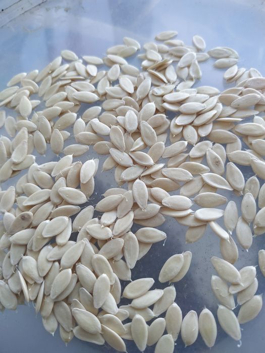 семена огурцов только  женские экземпляры