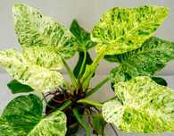 Philodendron giganteum Blizzard Variegata